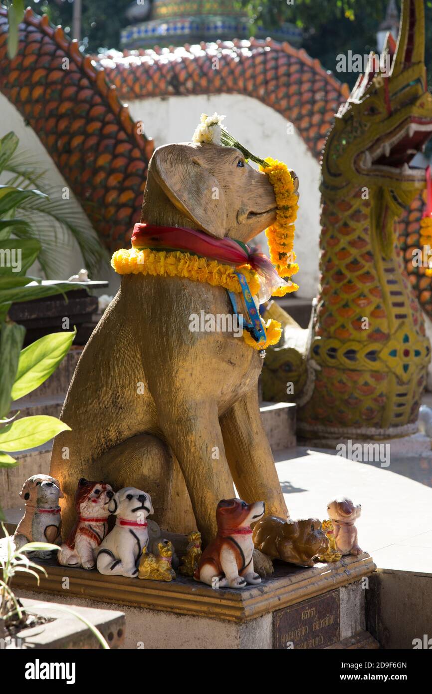 Thailand Wat Ket Karem tempio del cane, con statue e cani da notte e offerte Foto Stock