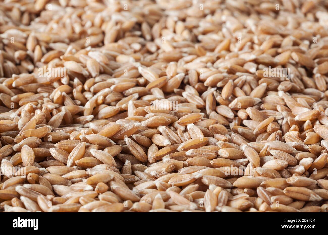 Non cotti chicchi di farro sfondo Foto Stock