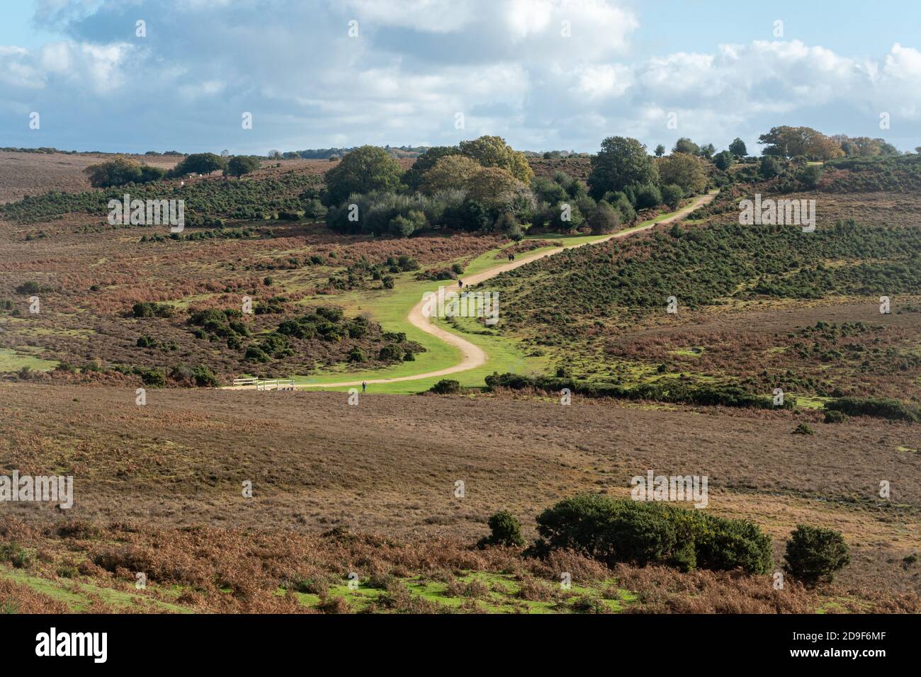 Percorso attraverso il paesaggio delle brughiera o paesaggio a Ashley Walk nel New Forest National Park, Hampshire, Inghilterra, Regno Unito Foto Stock