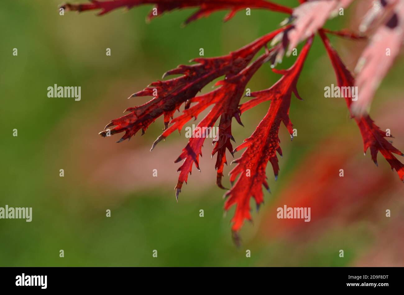 Colpo di primo piano di piccole sottili foglie rosse strutturate Foto Stock