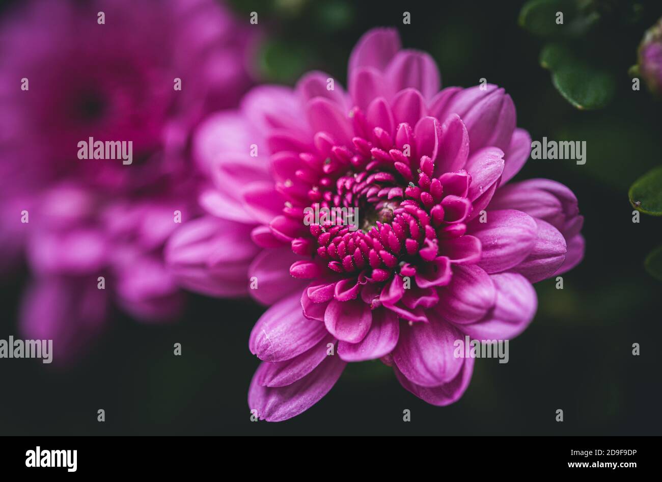 Primo piano di un fiore rosa di crisantemo in un giardino. Foto Stock