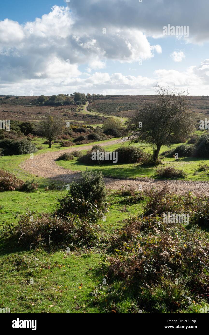 Paesaggio di brughiera o paesaggio a Ashley Walk nel New Forest National Park, Hampshire, Inghilterra, Regno Unito Foto Stock