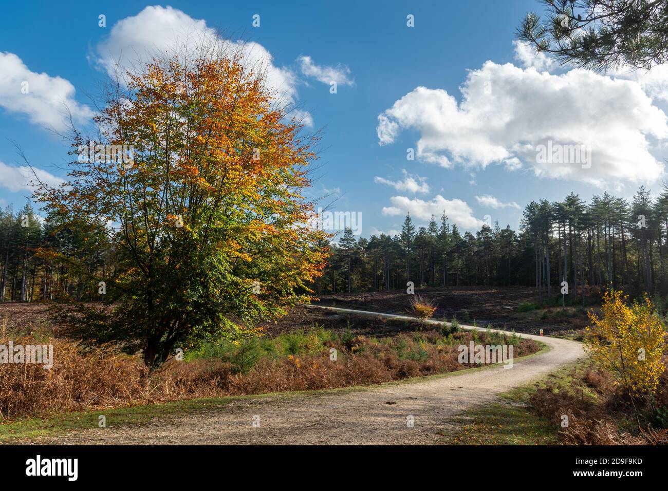 Una pista o un sentiero attraverso un'area sgombra in una infida piantagione nel New Forest National Park nell'Hampshire, Regno Unito, durante l'autunno Foto Stock