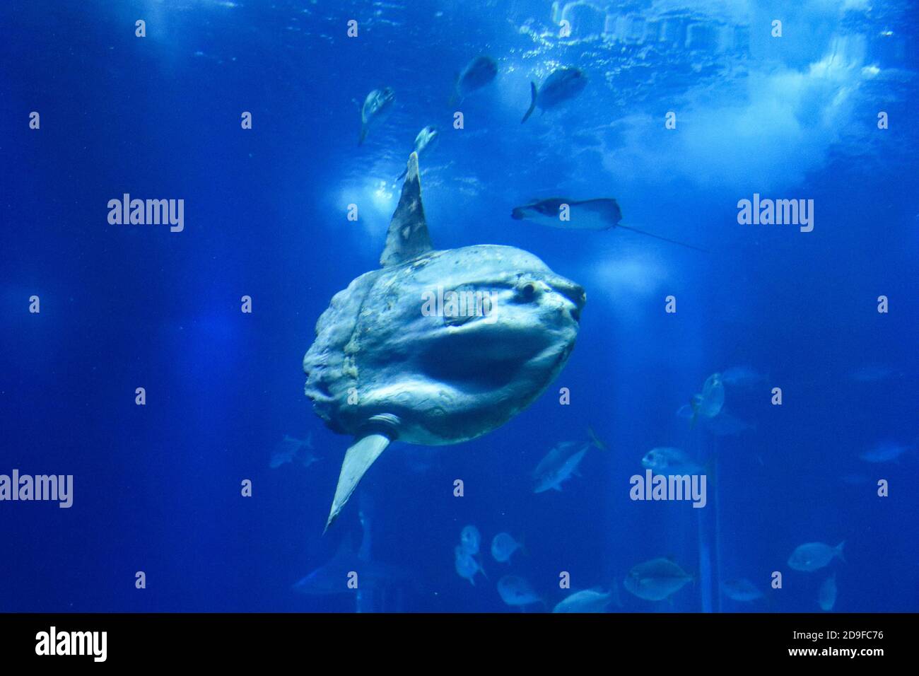 pesci di sole (pesce luna) nuotano in acque blu dell'oceano Foto Stock