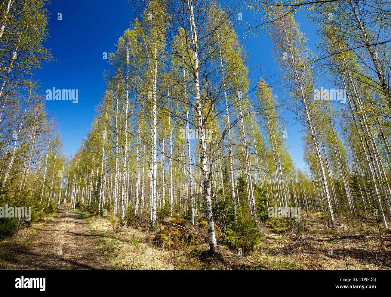 Giovane foresta di betulla europea a Spring , Finlandia Foto Stock