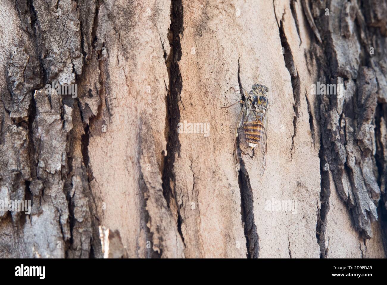 Un primo piano di una cicala seduta su un eucalipto secco corteccia Foto Stock