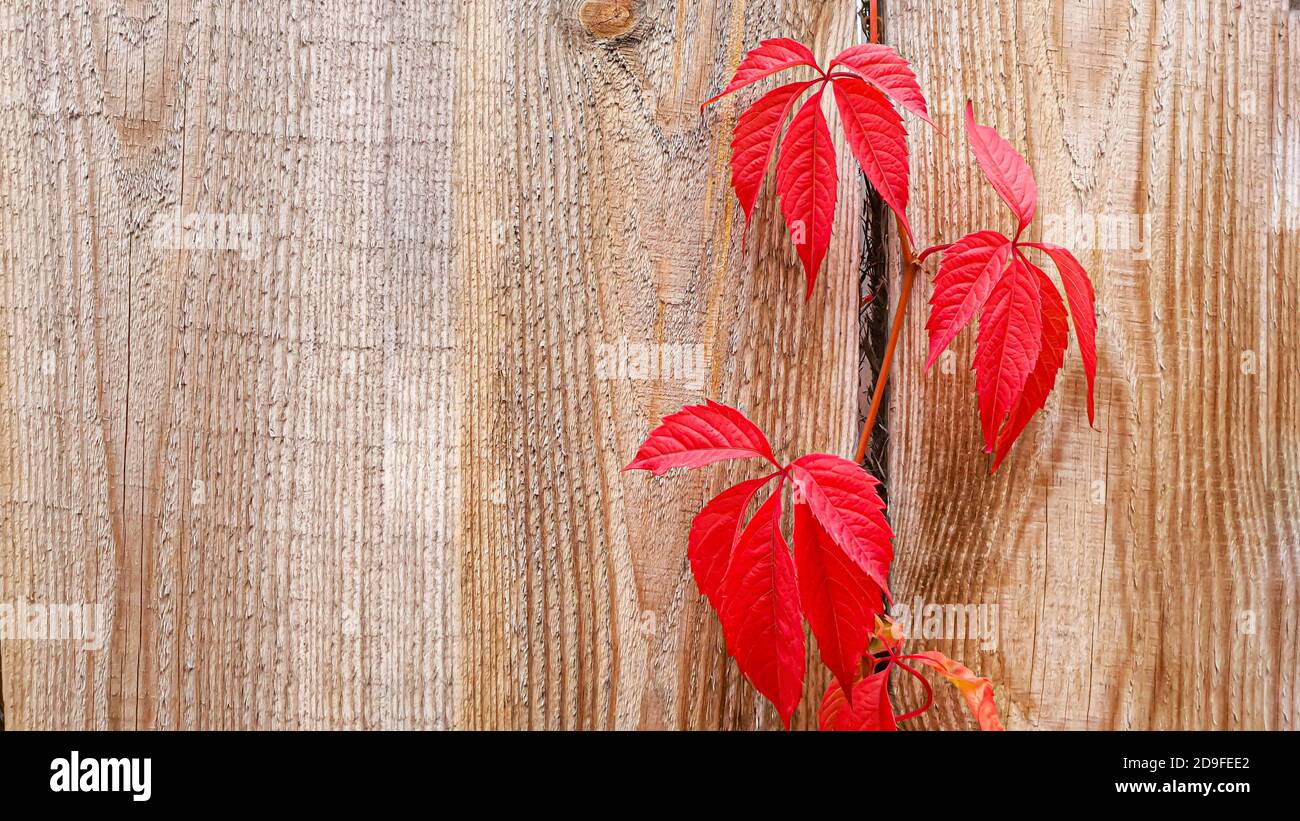 Vecchia superficie rustica in legno. Tavole per sfondo e costruzione. Texture marrone. Concetto di pranzo d'autunno. Foto Stock