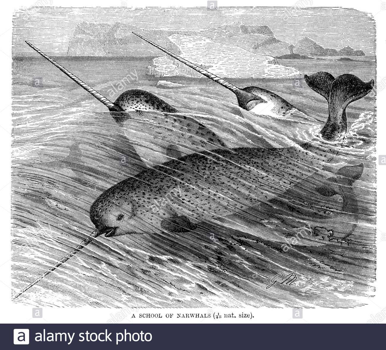 Scuola di Narwhals, illustrazione d'epoca del 1894 Foto Stock