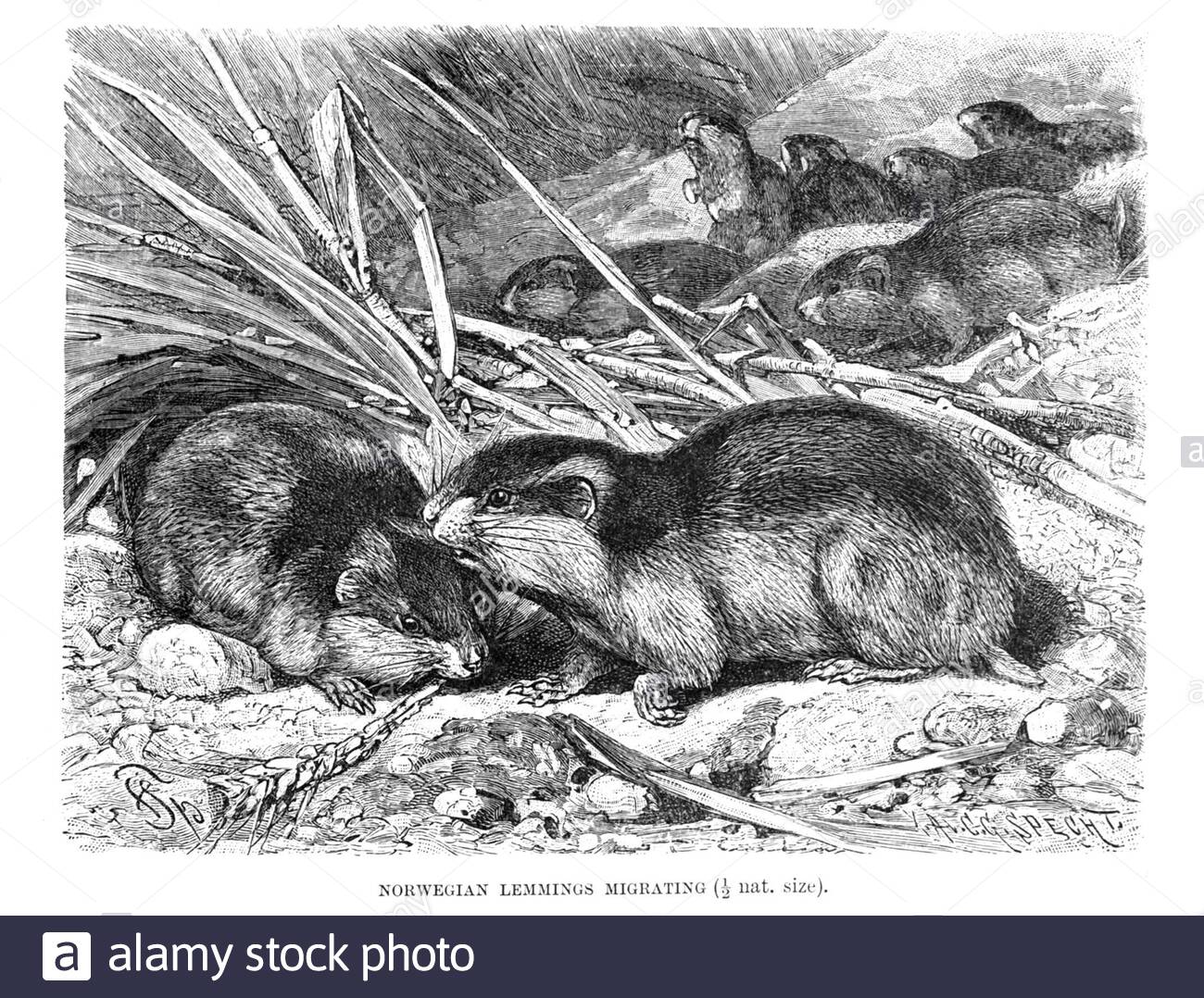 Migrazione dei Lemmings norvegesi, illustrazione vintage del 1894 Foto Stock
