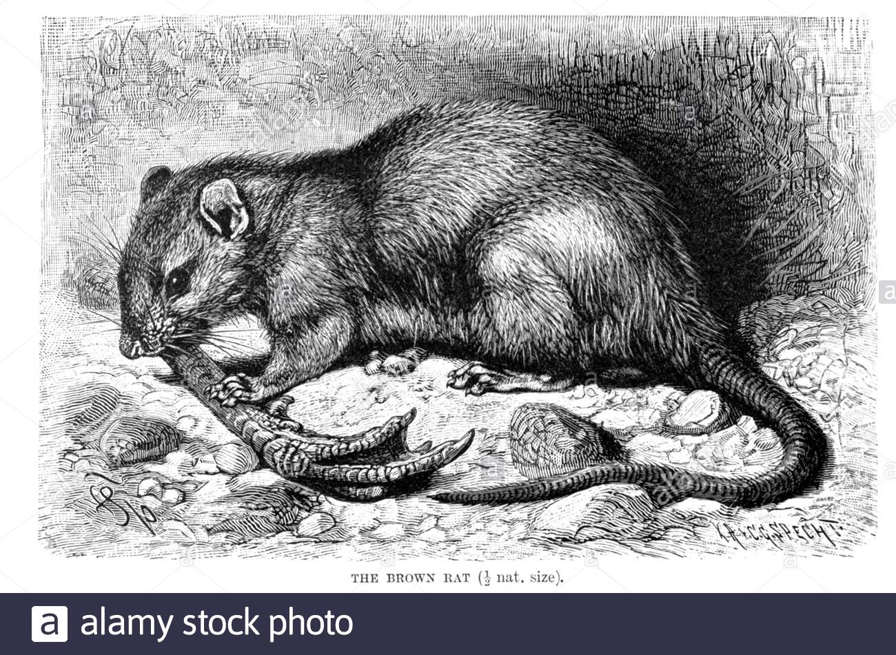 Marrone Rat, illustrazione vintage del 1894 Foto Stock