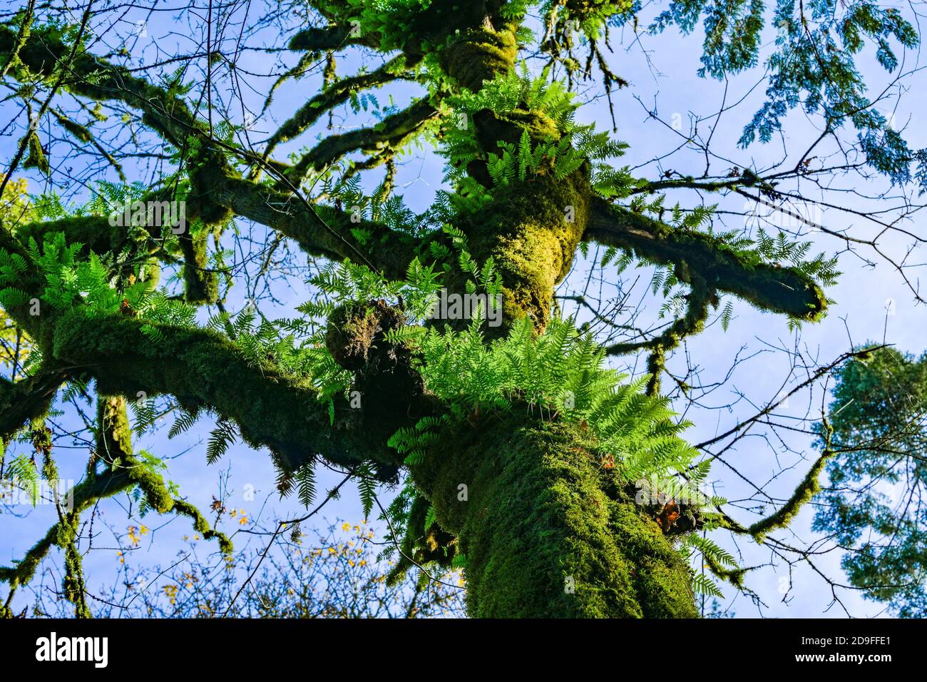 Ferne di liquirizia su Big Leaved Maple Tree, Goldstream Provincial Park, Langford, British Columbia, Canada Foto Stock