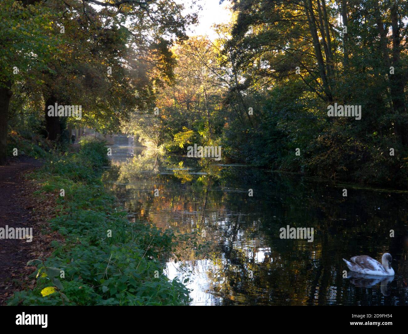 Autunno lungo il canale Basingtoke a West Byfleet Surrey, Inghilterra Foto Stock