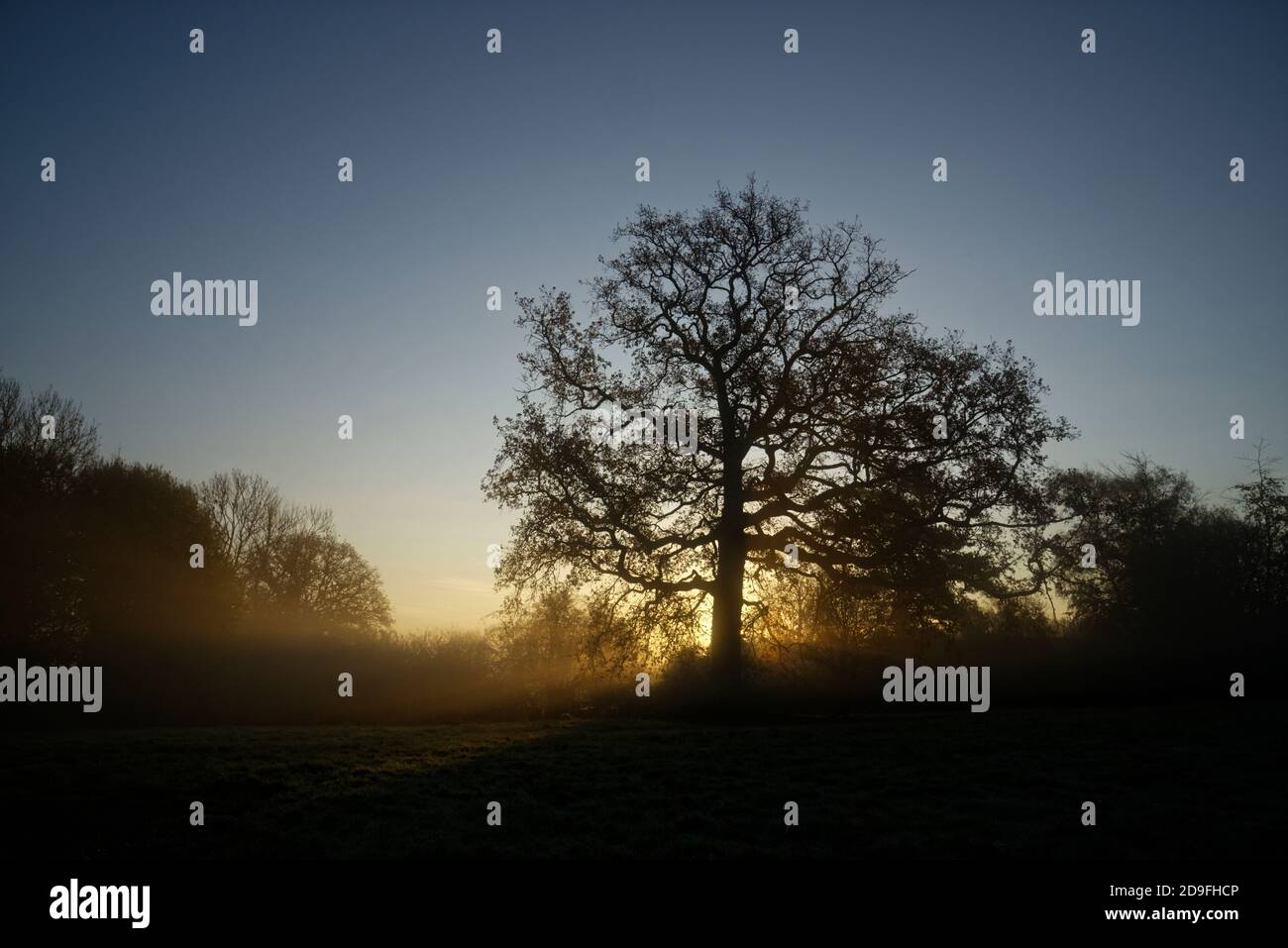 Misty trevaple autunnale in Inghilterra. Sole che sorge dietro alberi e alberi di luce nella nebbia. Foto Stock