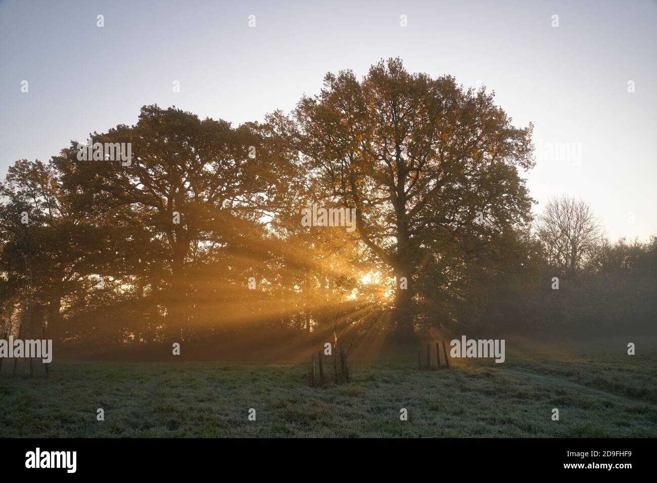 Misty trevaple autunnale in Inghilterra. Sole che sorge dietro alberi e alberi di luce nella nebbia. Foto Stock