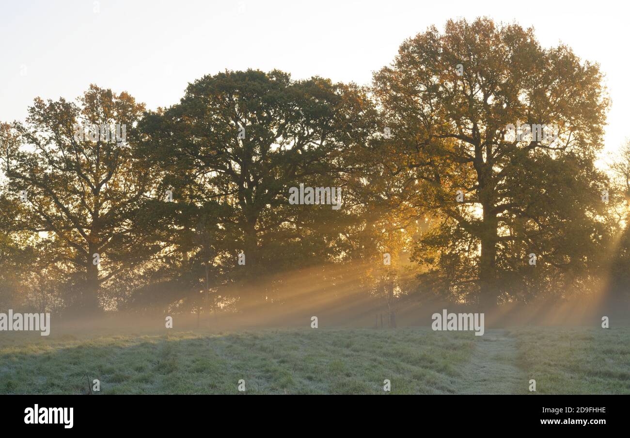 Misty trevaple autunnale in Inghilterra. Sole che sorge dietro alberi e alberi di luce nella nebbia. Foto Stock