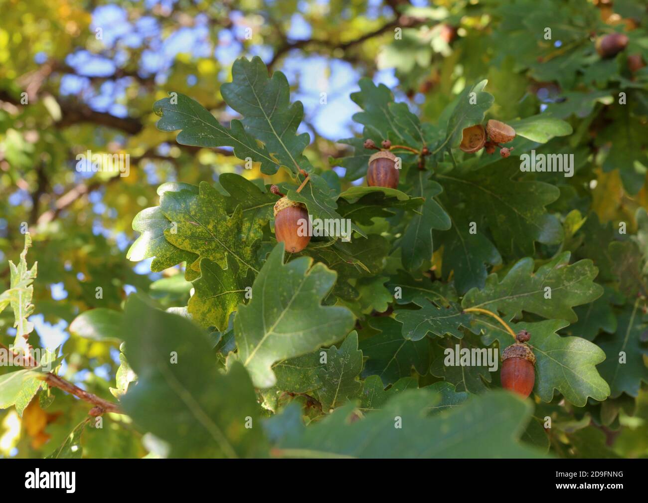 Cracovia. Cracovia. Polonia. Quercia peduncolare (Quercus robur). Si trova sul ramo con foglie verdi. Foto Stock