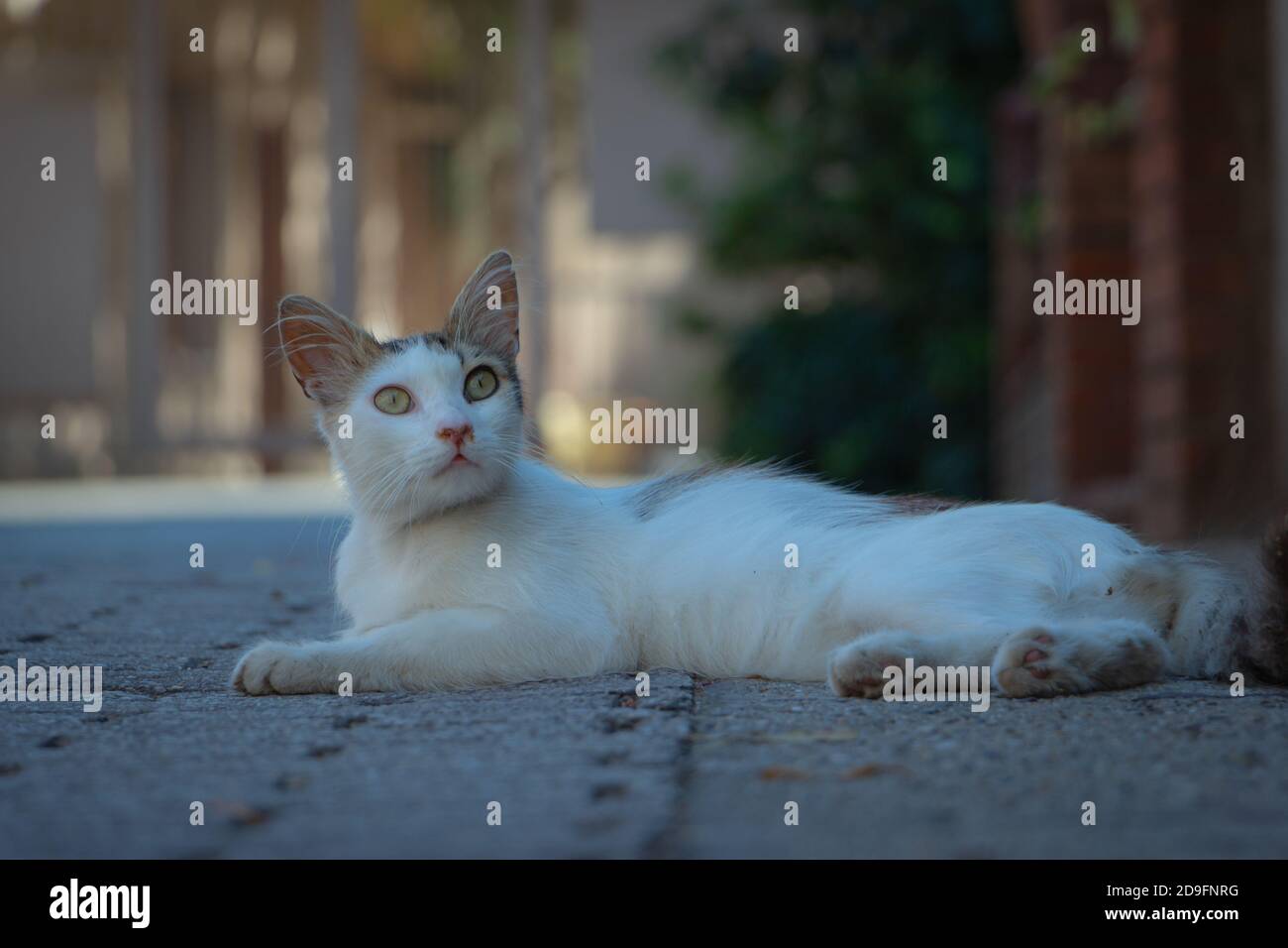 Gatto randagio in strada Foto Stock