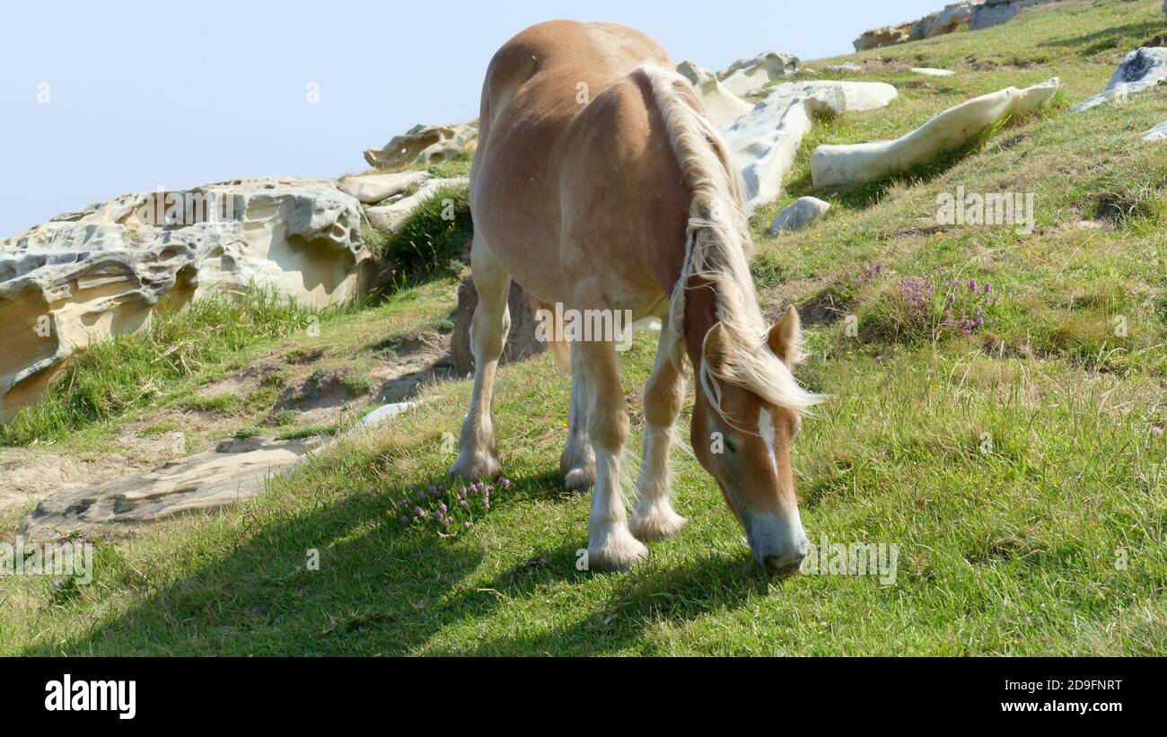 Cavallo bruno che pascolano su una collina Foto Stock