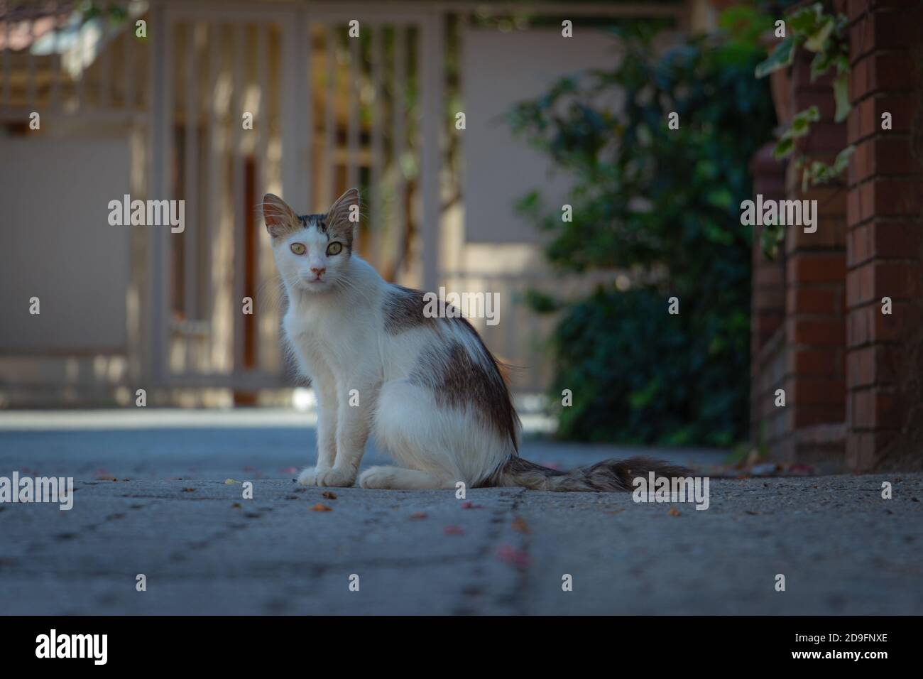 Gatto randagio in strada Foto Stock