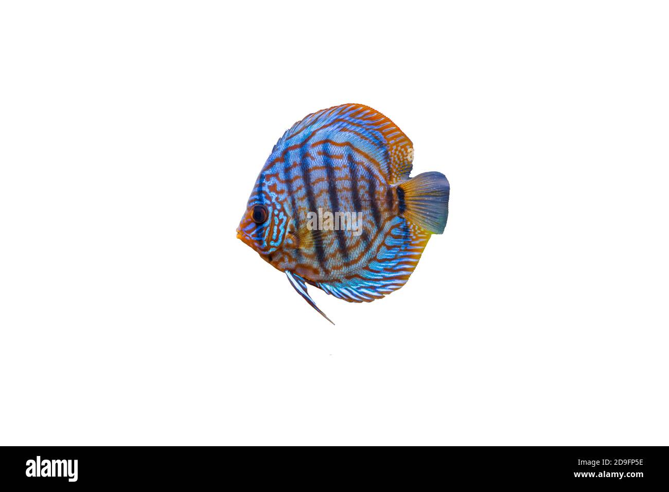 Primo piano vista del meraviglioso tigre turks discus acquario pesci isolati su sfondo bianco. Concetto di hobby. Foto Stock