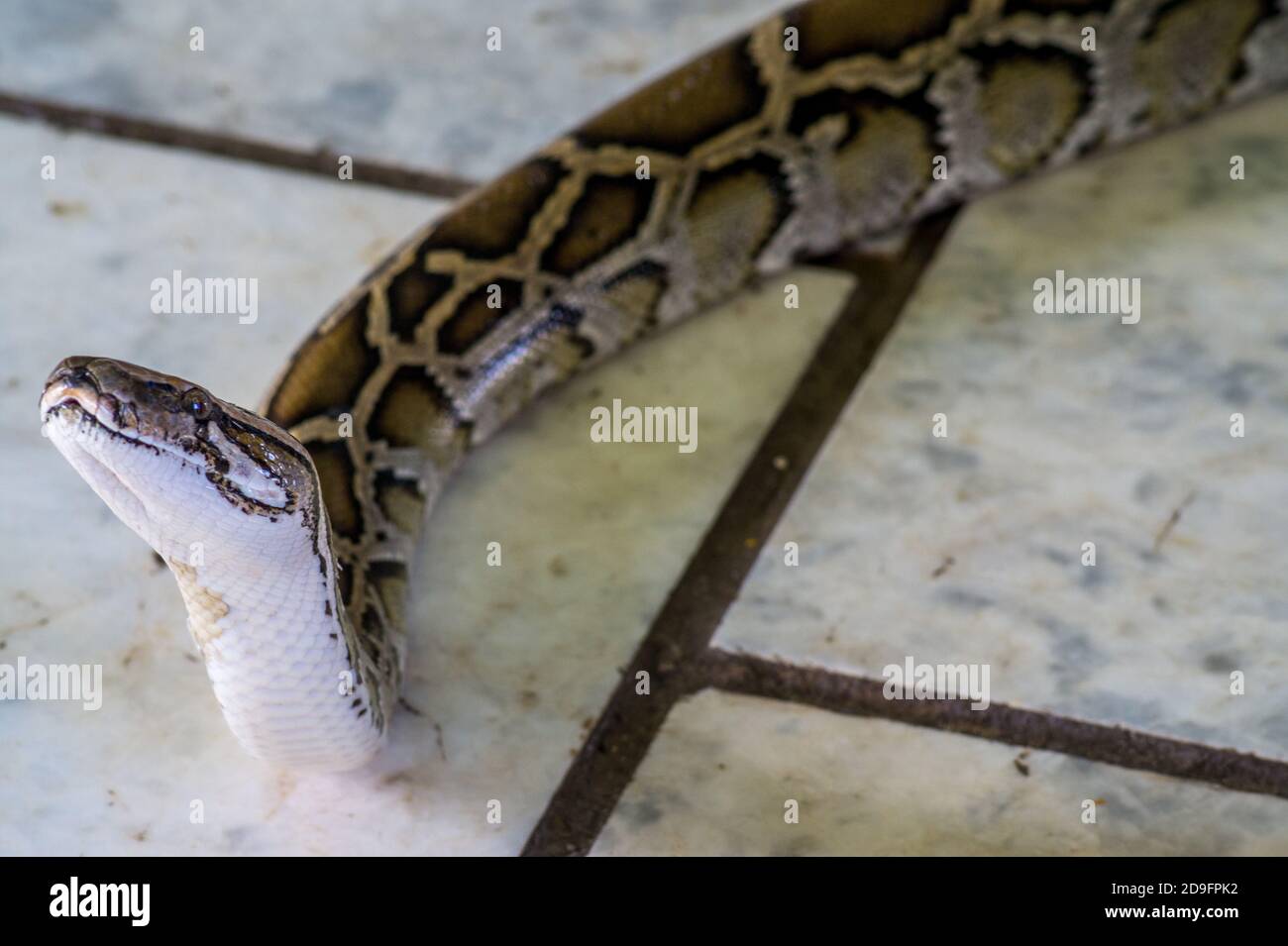 Primo piano di serpente che si muove a terra Foto Stock