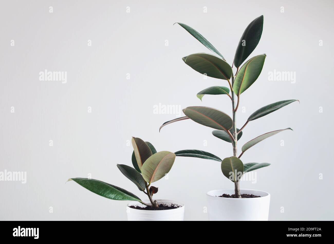 Due moderne piante da casa con pianta Ficus in vaso bianco, Ficus Elastica Borgogna o gomma pianta Foto Stock