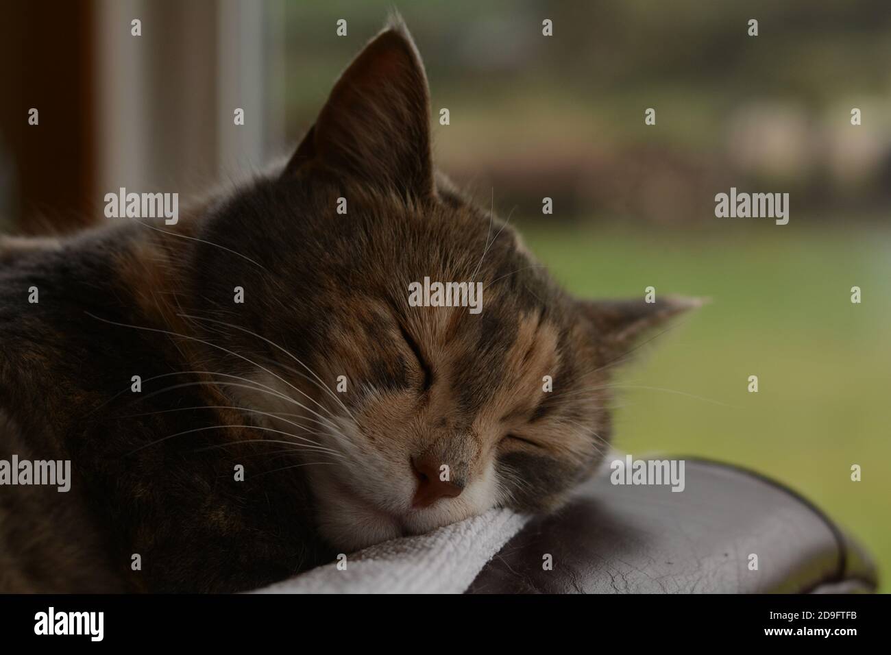 Un gatto che dorme in una stanza luminosa Foto Stock