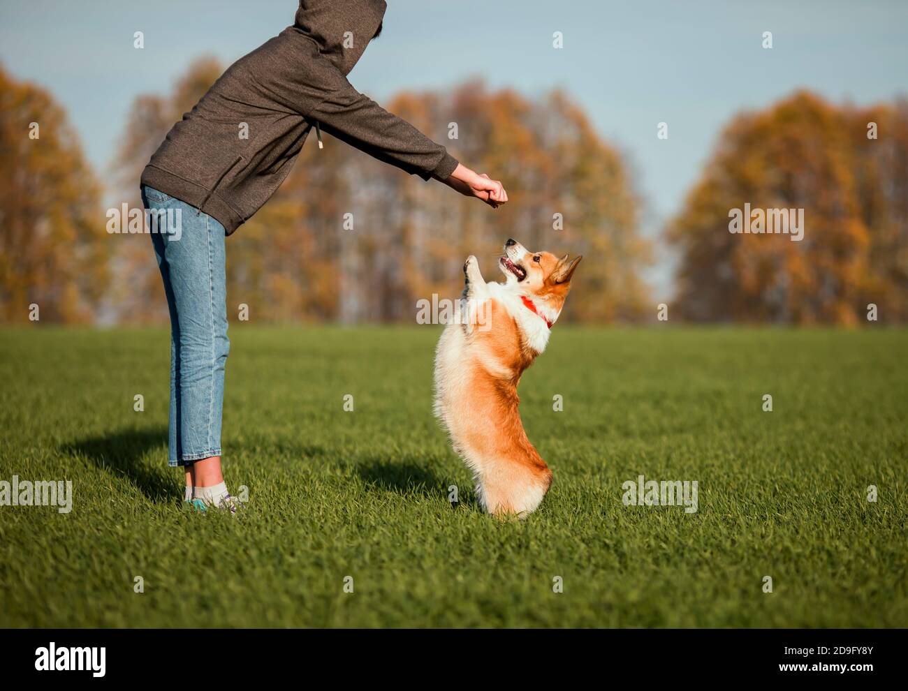 Ragazza che gioca e allenando carino cucciolo di Corgi cane in autunno Parcheggiare su erba verde Foto Stock