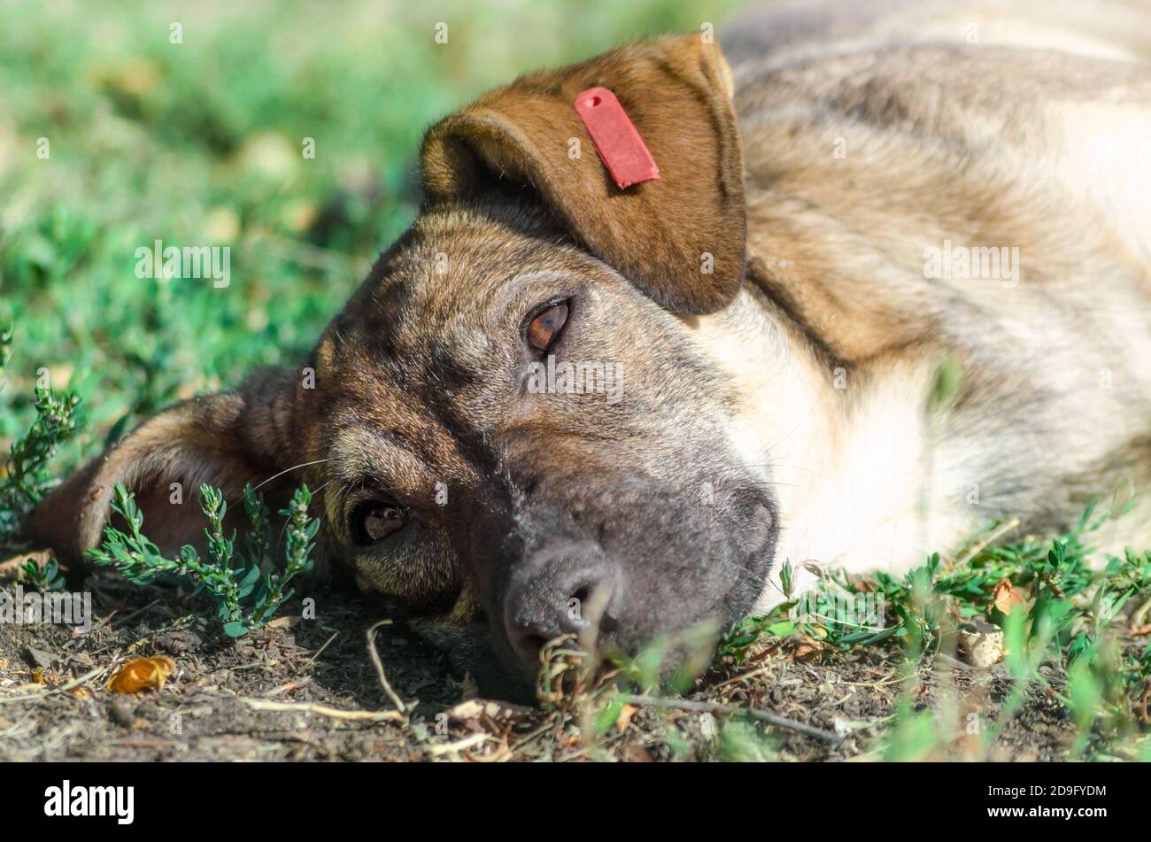 mongrel cane marrone che riposa sull'erba alla luce del sole Foto Stock