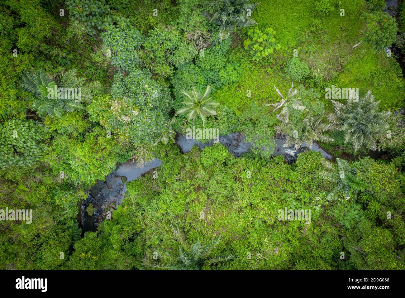 vista aerea nella giungla dall'alto Foto Stock