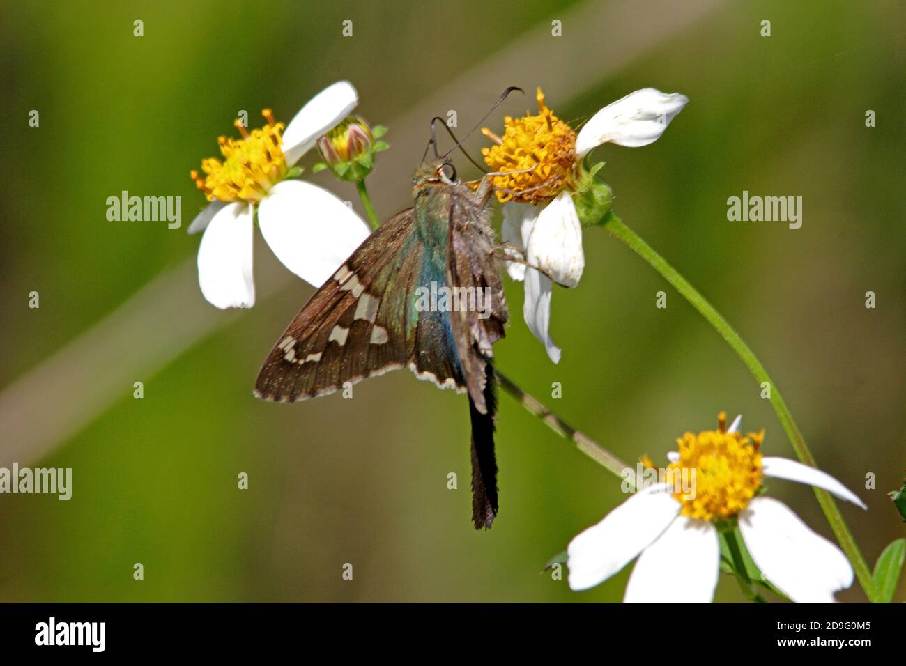 Farfalla Skipper a coda lunga (Urbanus proteus) da mangiare agli adulti alle Everglades dei fiori, Florida, Stati Uniti Febbraio Foto Stock