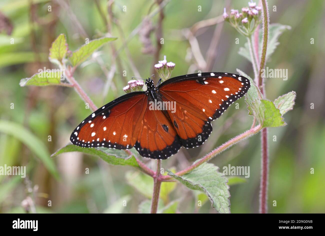 La regina farfalla (Danaus gilippus) adulto che si nutrono di fiori con le ali aperte Everglades, Florida, Stati Uniti Febbraio Foto Stock