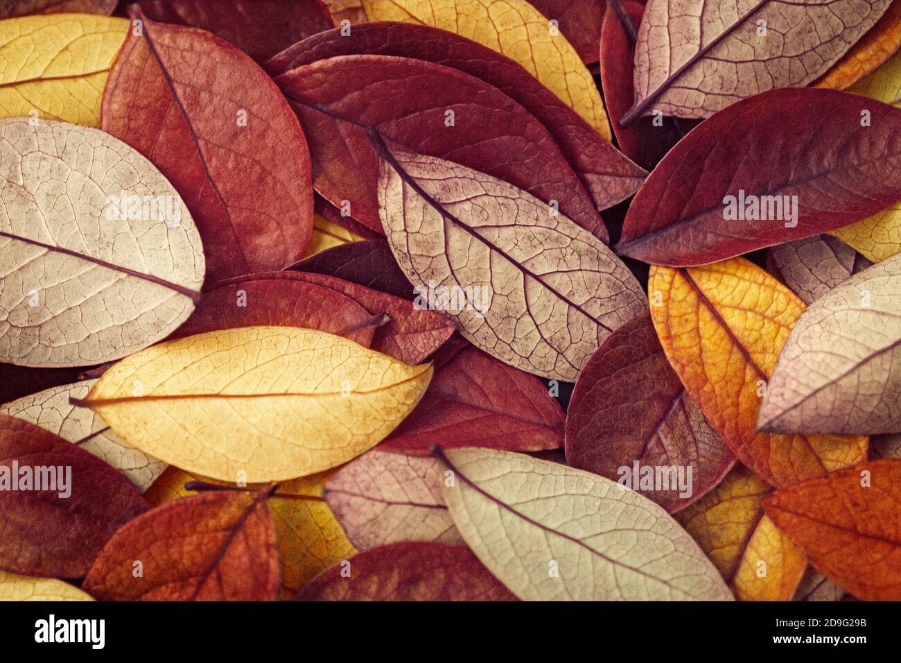 sfondo autunnale di foglie cadenti di colore marrone e giallo Foto Stock