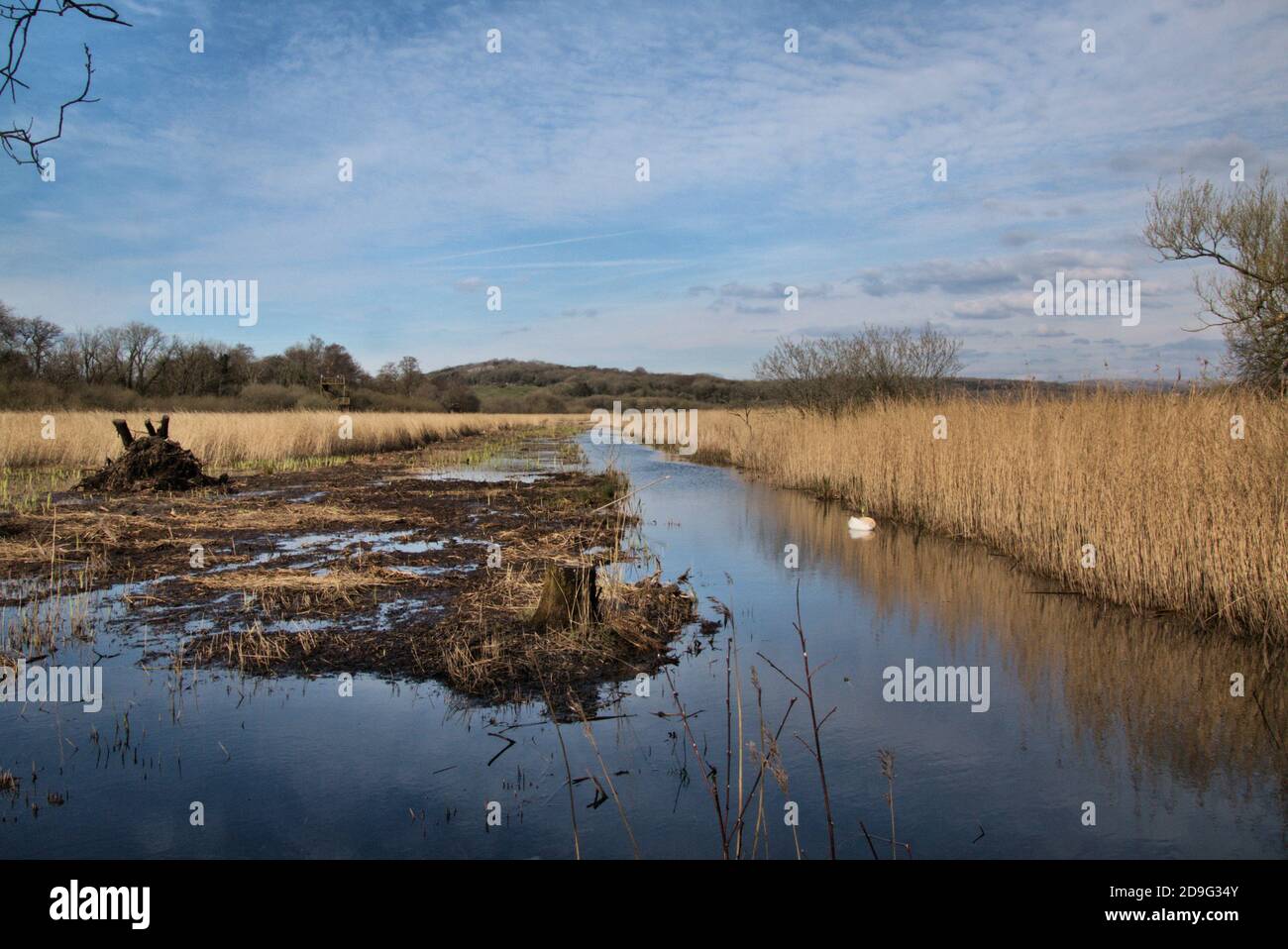 Una vista di Leighton Moss Riserva Naturale Foto Stock