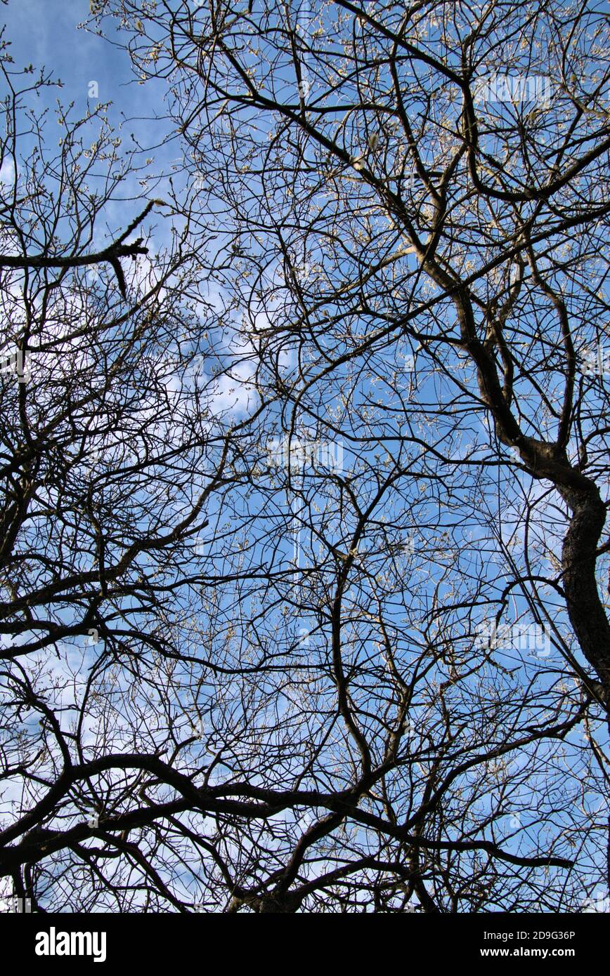 Una vista di Leighton Moss Riserva Naturale Foto Stock