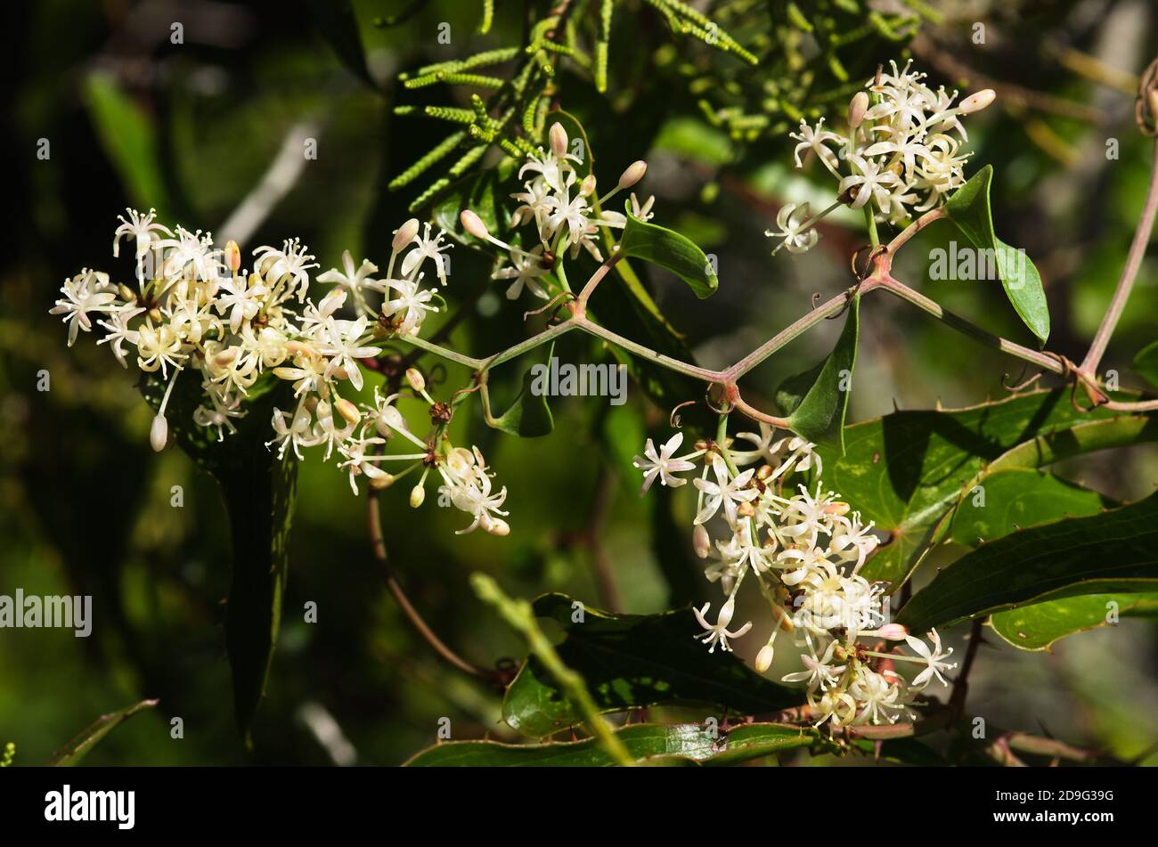 Infiorescenza di Smilax comune (Smilax aspera), aka Rough Bindweed o Sarsaparille su uno sfondo naturale. Parco Naturale di Arrabida, Setubal, Portu Foto Stock
