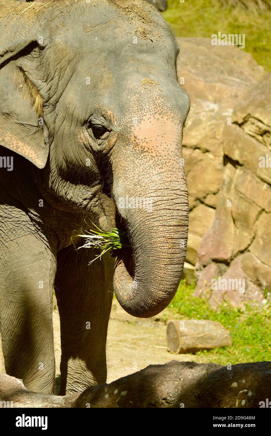 Elefante indiano mangiare erba nome latino Elephas massimo indicus Foto Stock