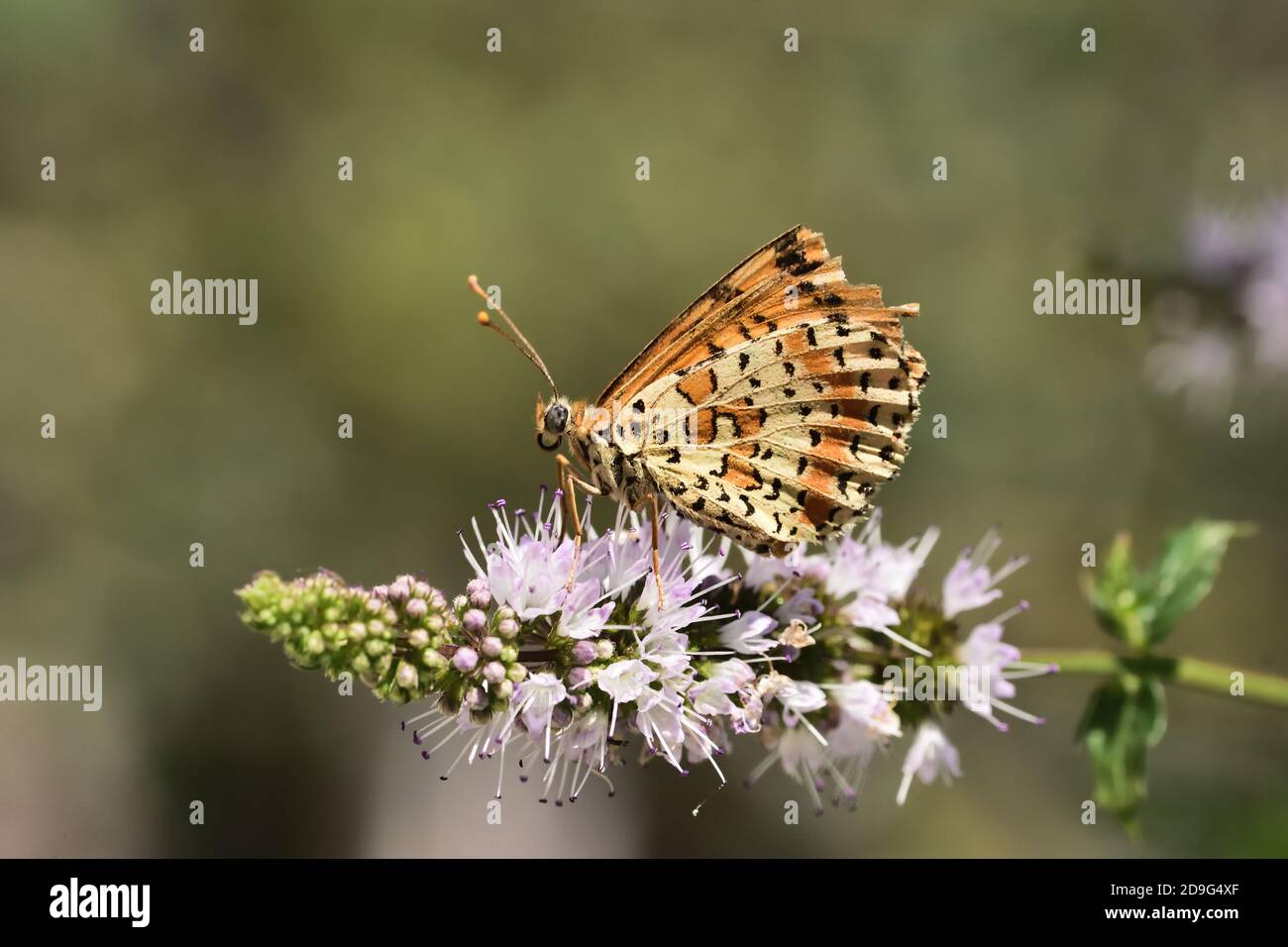 Esemplare isolato di farfalla della specie Melitaea didyma, il fritillary macchiato o la banda rossa fritillary, su fiori di menta selvatica. Foto Stock