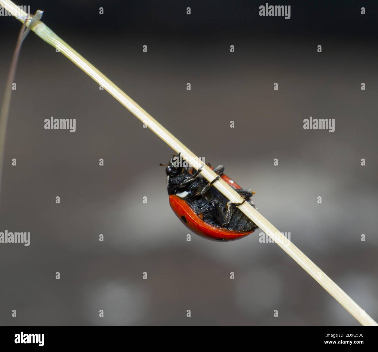 primo piano di ladybird che sale su una lama di erba Foto Stock