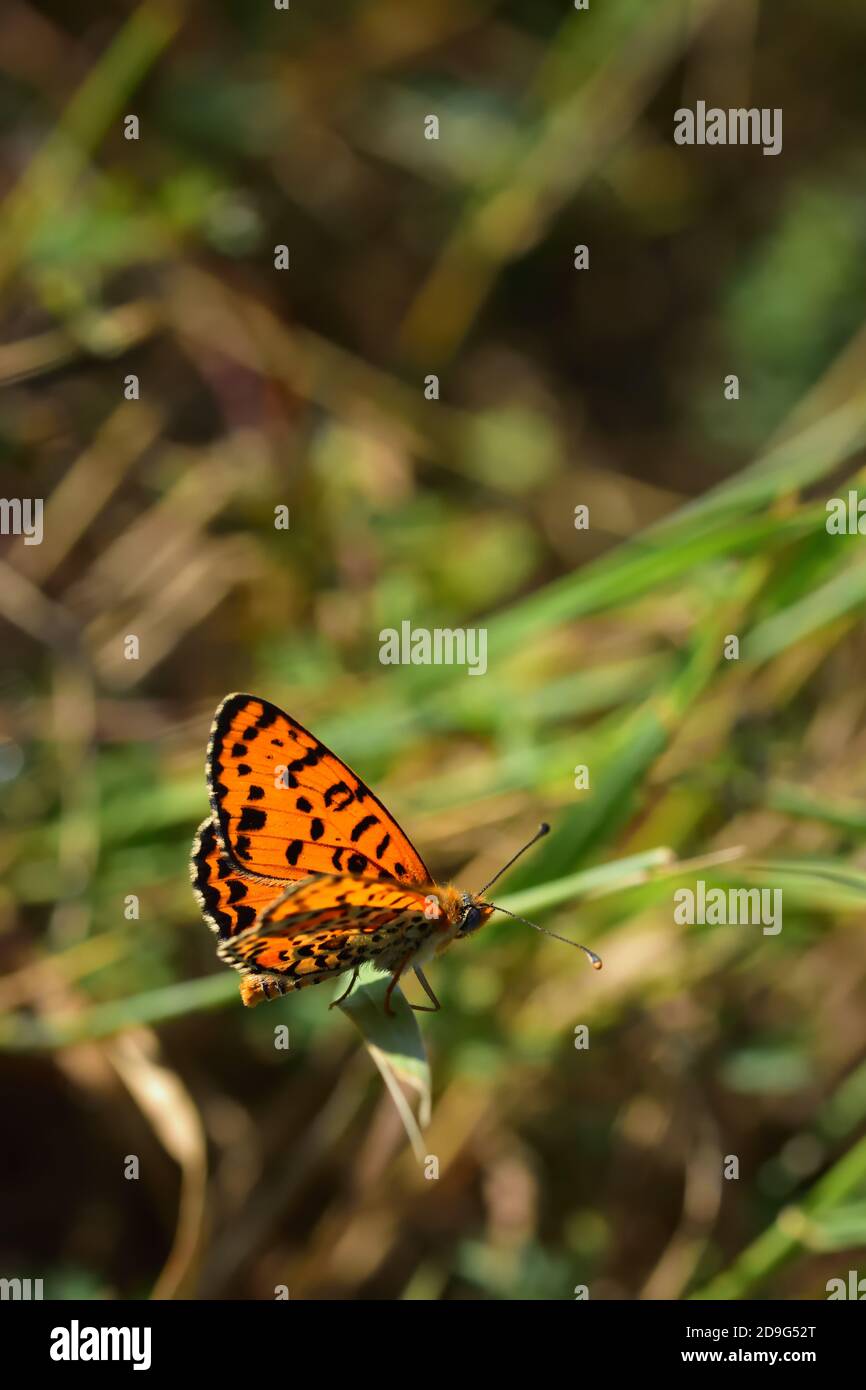 Esemplare isolato di farfalla della specie Melitaea didyma, il fritillary macchiato o la banda rossa fritillary, su fiori di menta selvatica. Foto Stock
