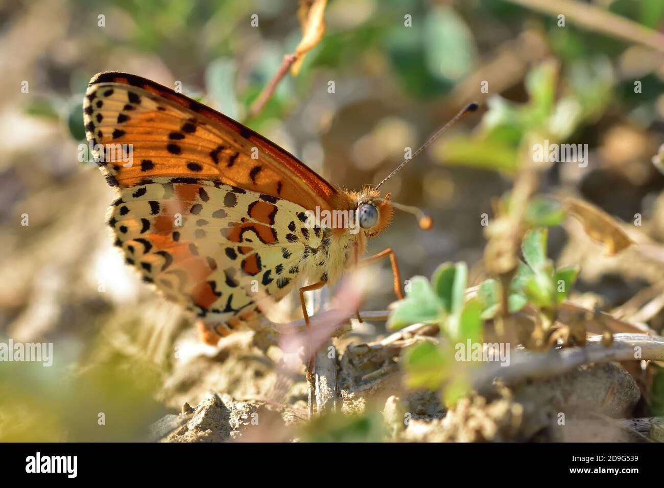 Esemplare isolato di farfalla della specie Melitaea didyma, il fritillary macchiato o la banda rossa fritillary, su fiori di menta selvatica. Foto Stock