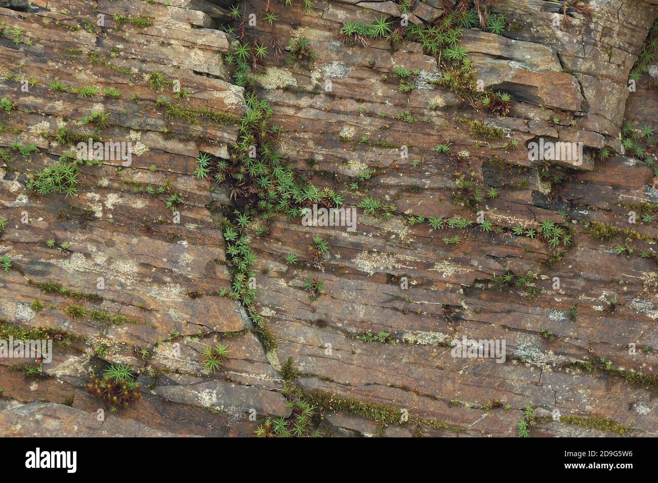 Struttura di una roccia con piante. Astrazione naturale Foto Stock