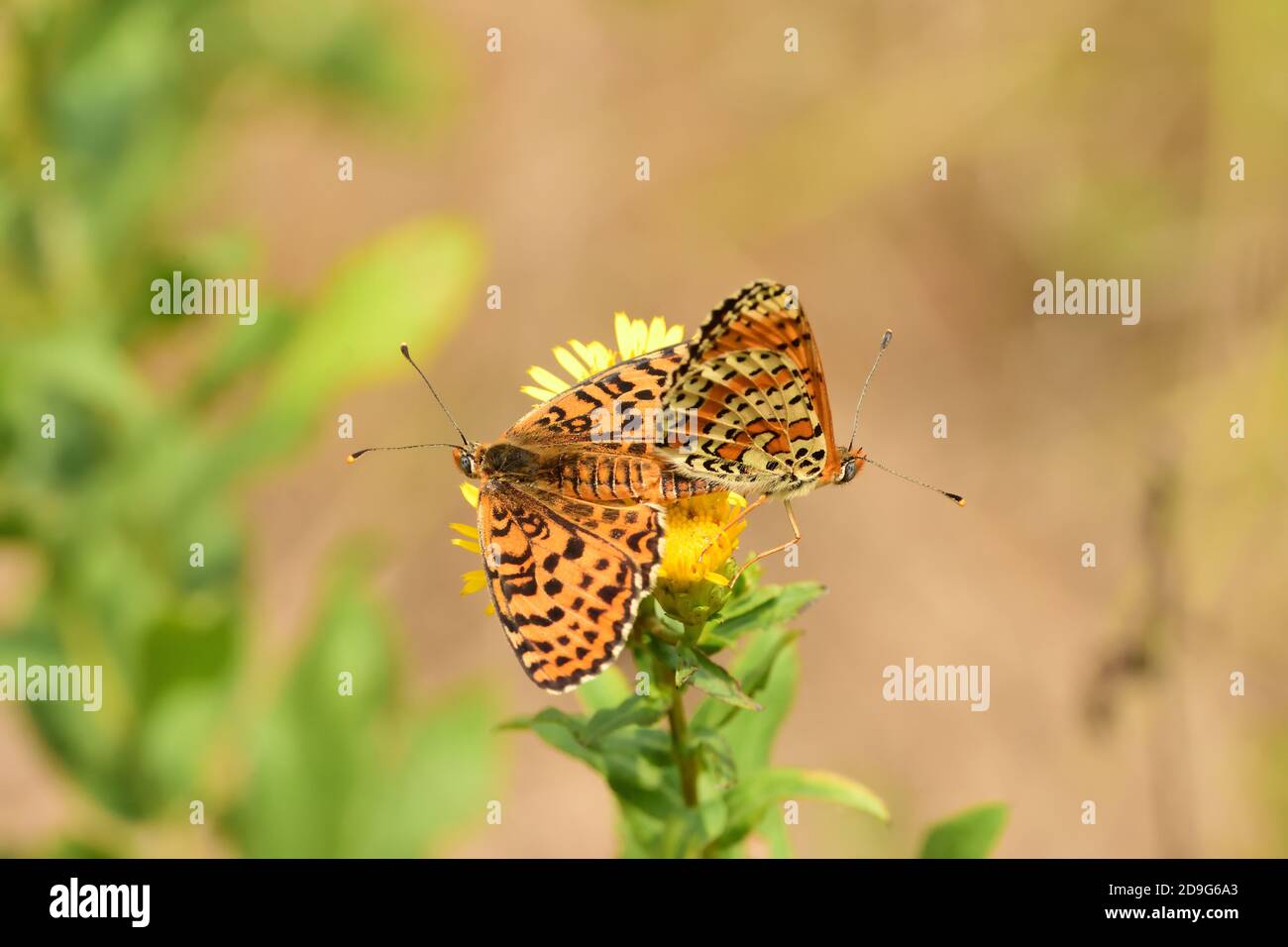 Coppia di farfalle maschili e femminili della specie Melitaea didyma, il fritillary macchiato o Red-band fritillary, su sfondo naturale. Foto Stock