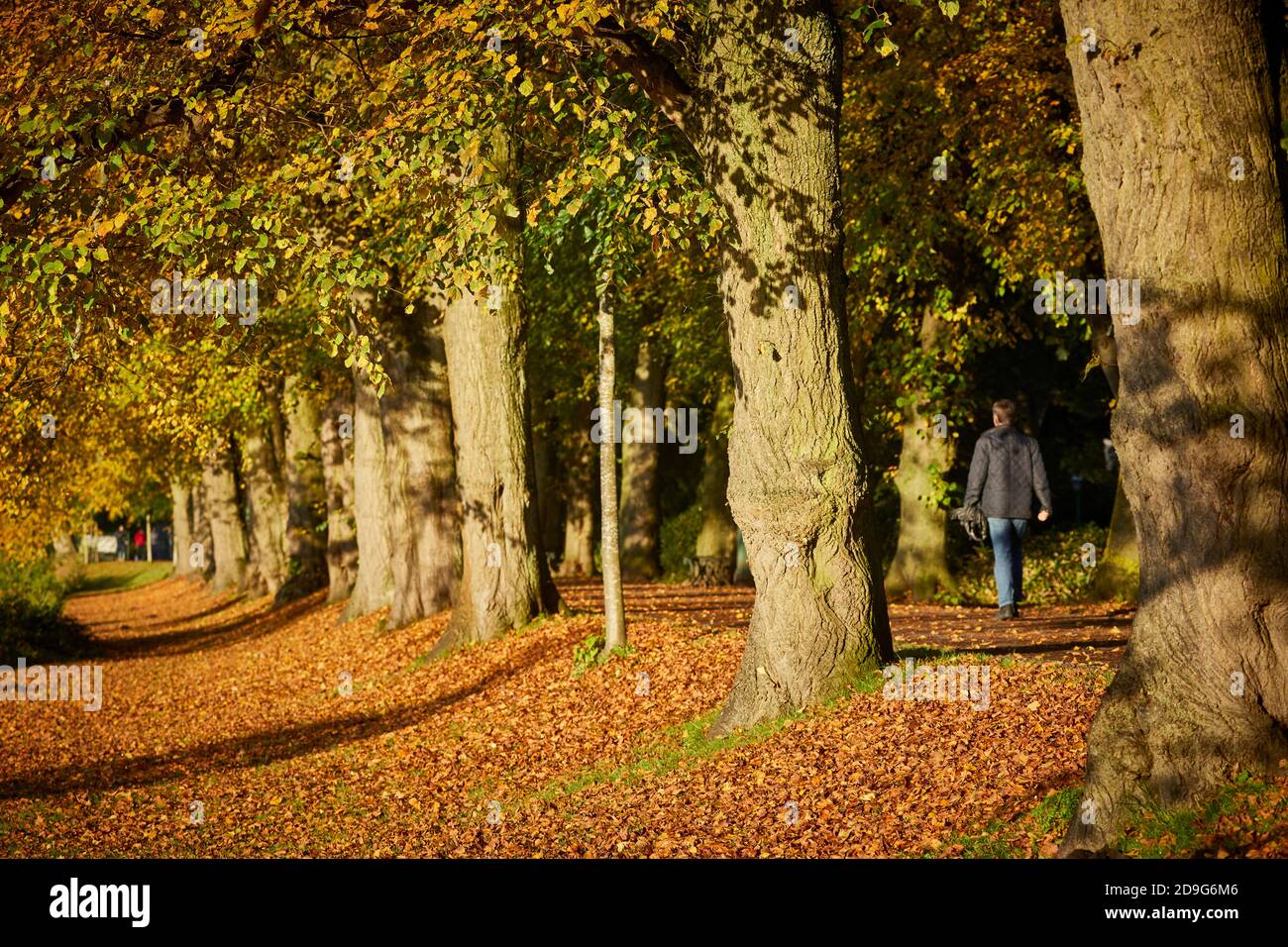 Autunno al centro città di Preston Avenham Park, zona protetta Le rive del fiume Ribble Foto Stock