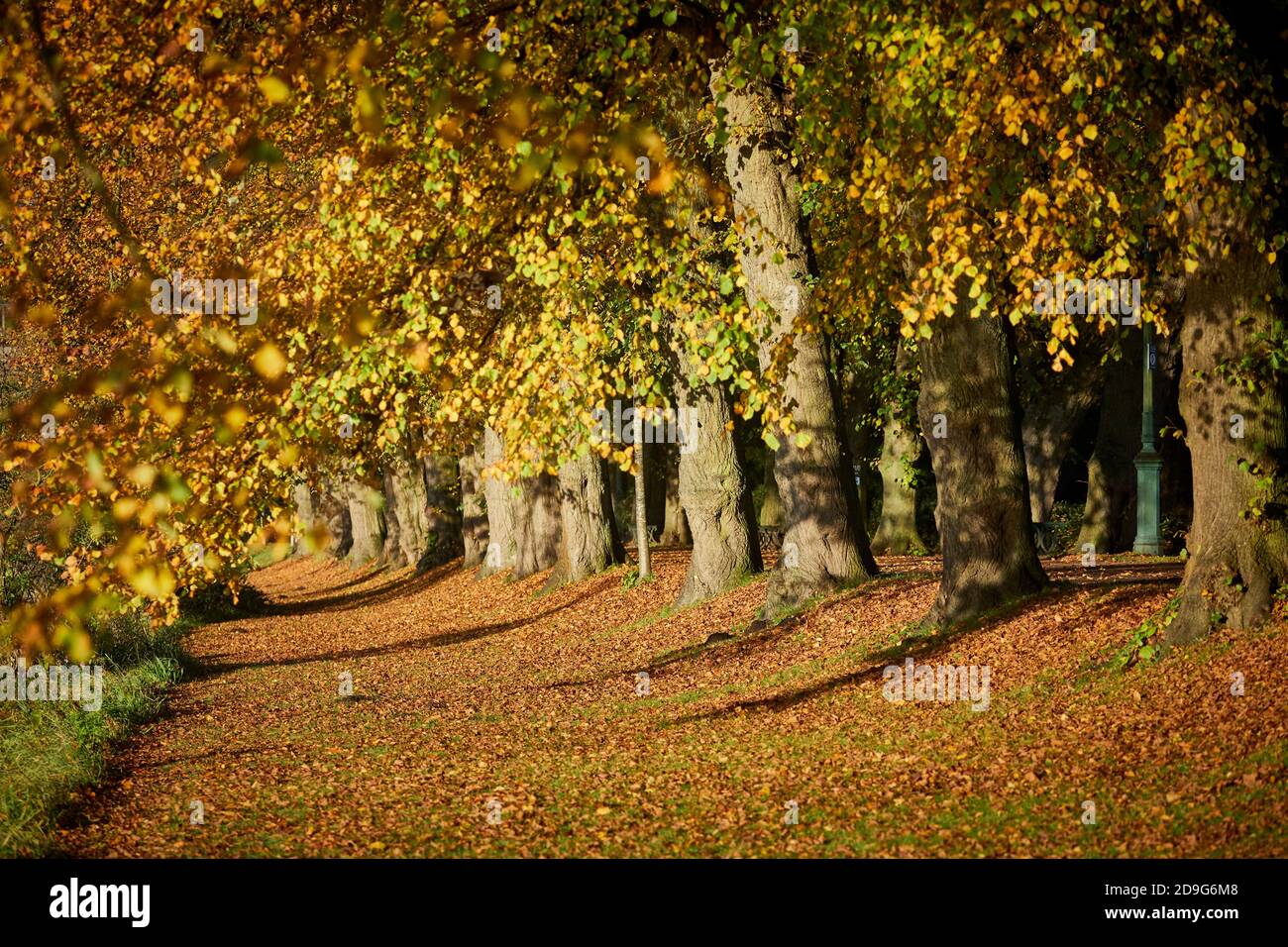 Autunno al centro città di Preston Avenham Park, zona protetta Le rive del fiume Ribble Foto Stock