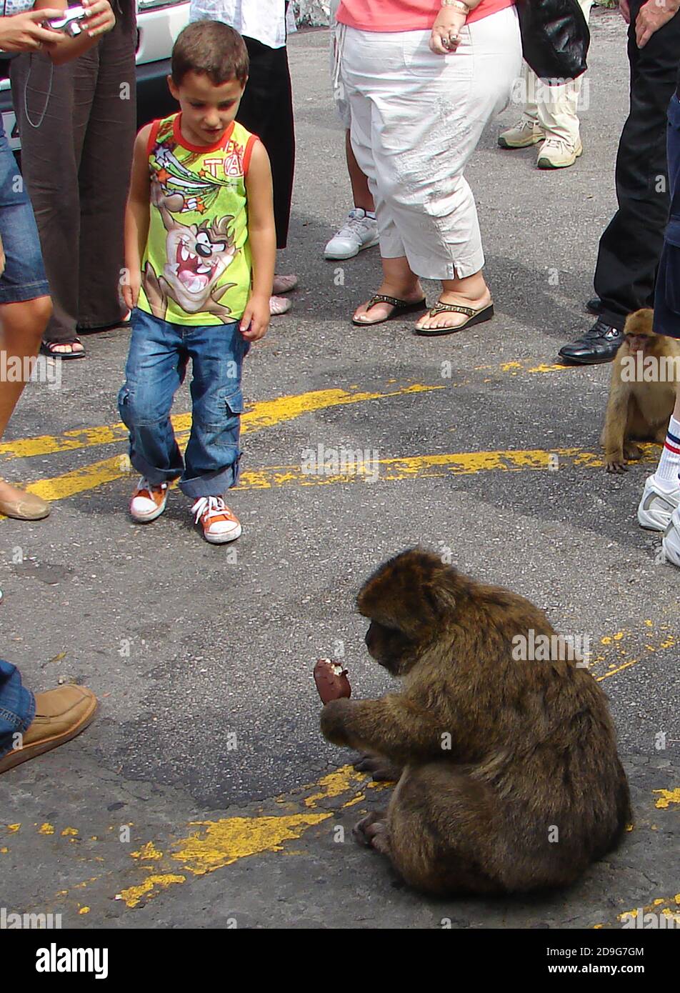 Gibilterra 2007 - UN ragazzino guarda impotente come una ladra scimmia di Gibilterra mangia il suo gelato rubato. Nel 2014 30 individui "disruptivi" furono inviati in un parco safari scozzese a Stirling. La leggenda dice che quando le scimmie partiranno, Gibilterra cesserà di essere britannica. Anche se chiamate scimmie, sono in realtà macachi barbary saress. Quelli di Gibilterra sono l'unico gruppo di scimmie selvatiche del continente europeo. Possono essere aggressivi, rubando borse, macchine fotografiche, dolci e gelati. Sembrano essere in grado di giudicare il tempo e spesso aspettare in gruppi per il prossimo pullman turistico. Foto Stock