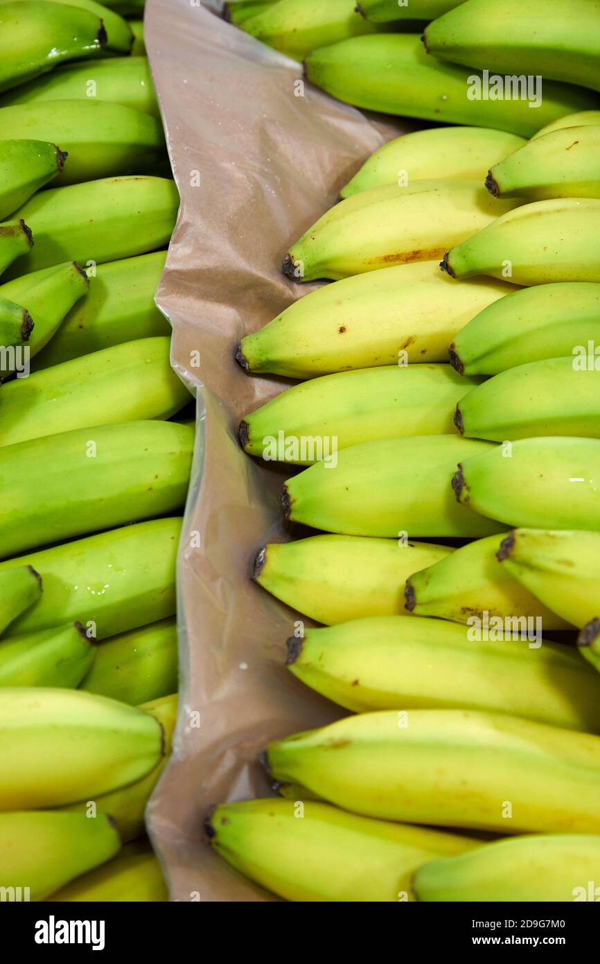 Grappoli di banana Foto Stock