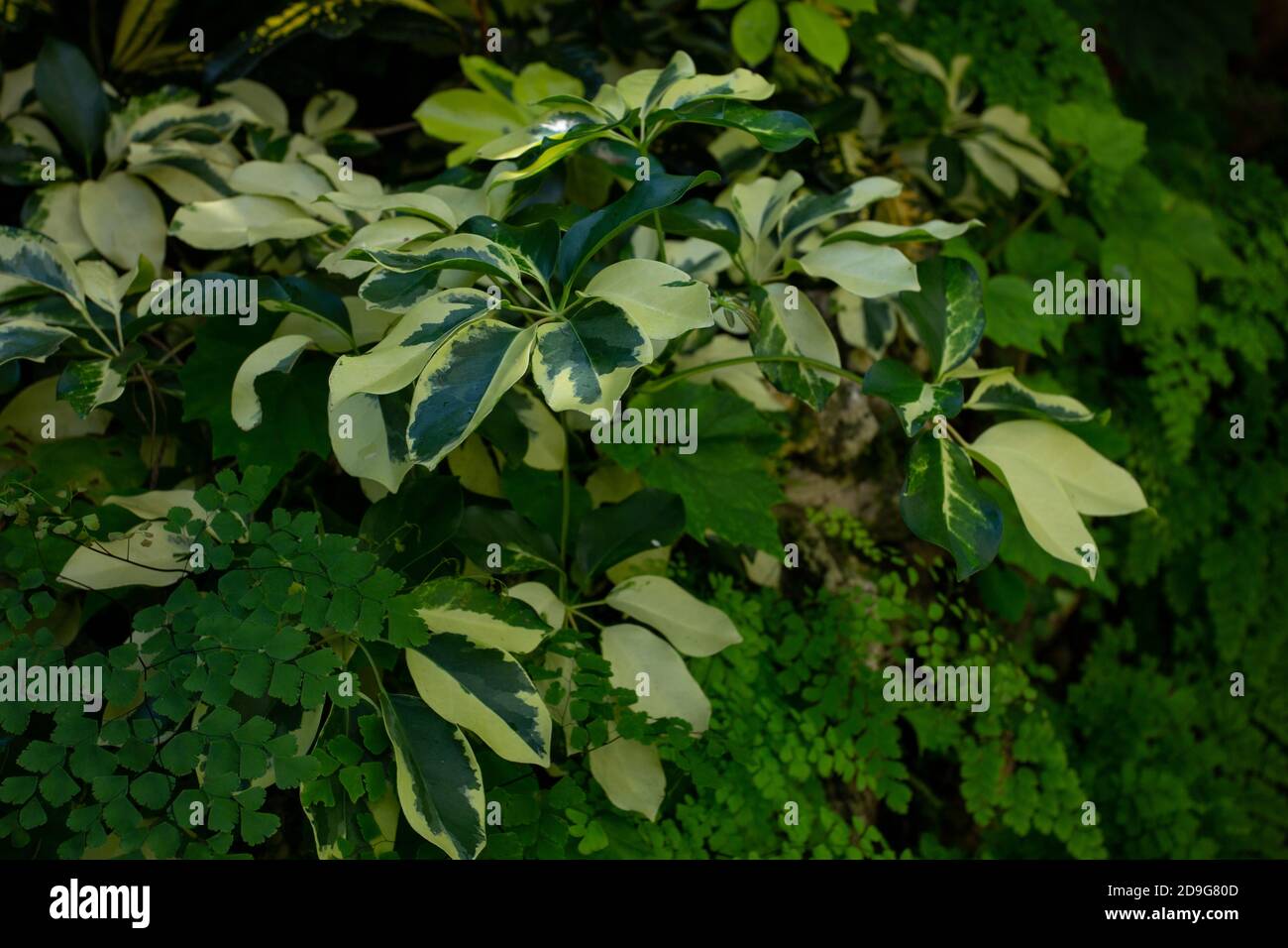 Combinazione tropicale di variegate palme da ombrello di schleffera e piante per ferne di maidenhair Foto Stock