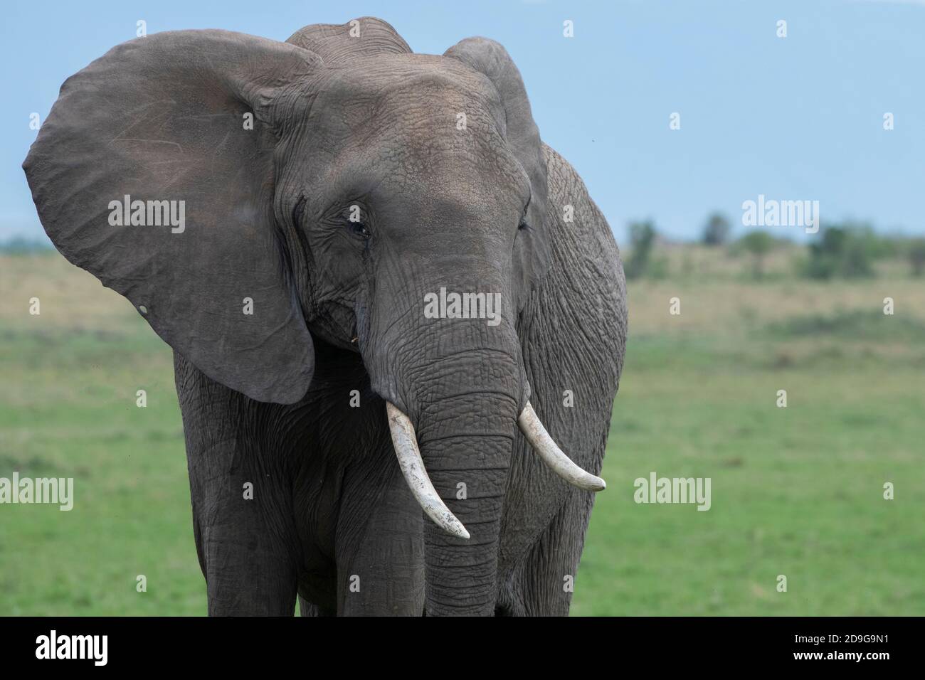 Africa, Tanzania, Serengeti Plains. Elefante africano (SELVATICO: Loxodonta Africana) Foto Stock