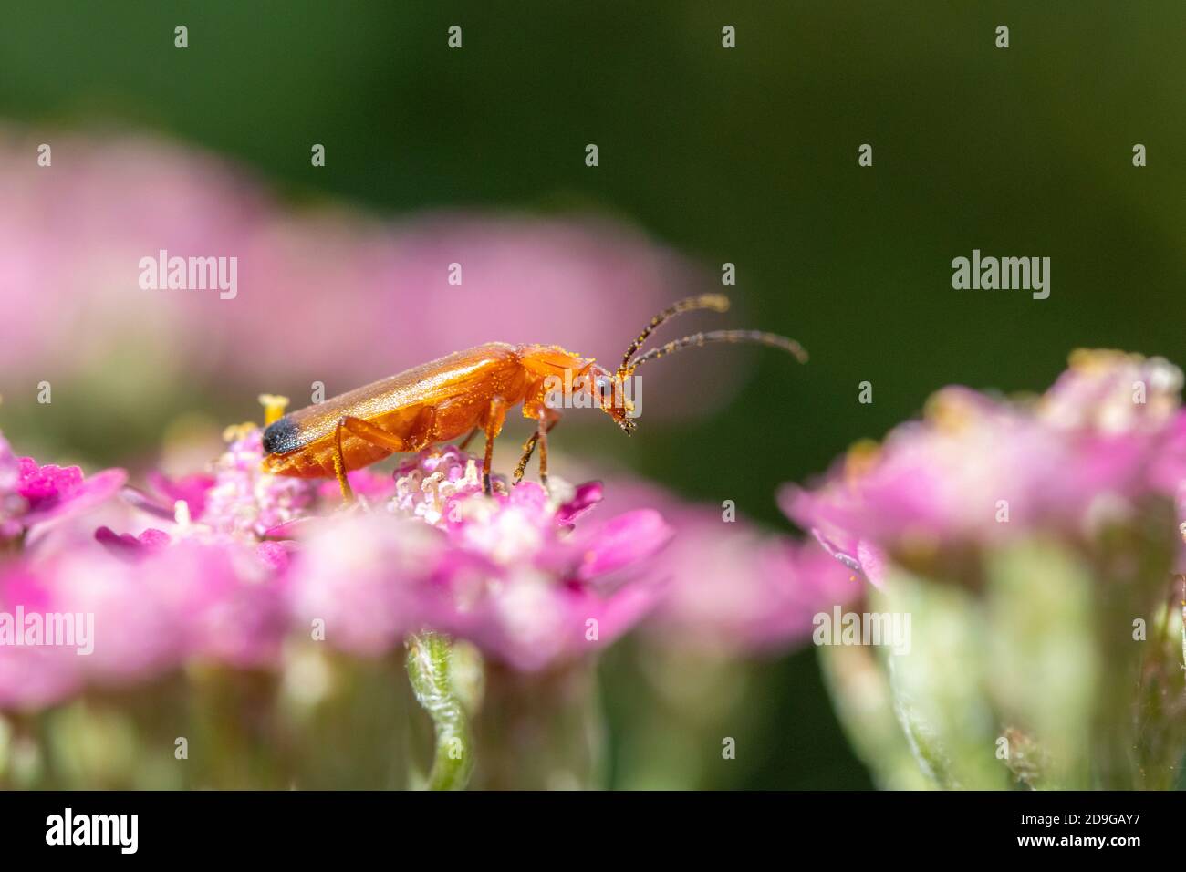 Closeup di un comune rosso soldato Beetle (Rhagonycha fulva) Su Achillea rosa Foto Stock
